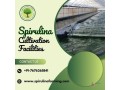 spirulina-cultivation-sustainable-farming-for-quality-spirulina-small-0